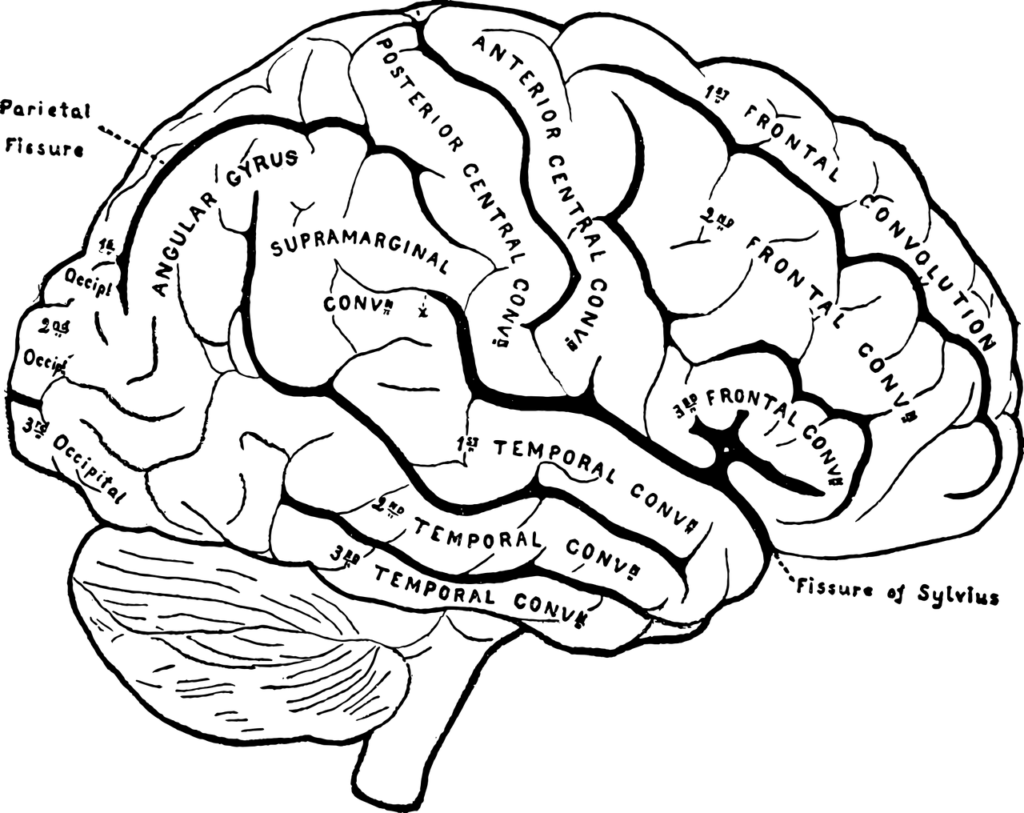 brain, organ, cerebrum-5605290.jpg