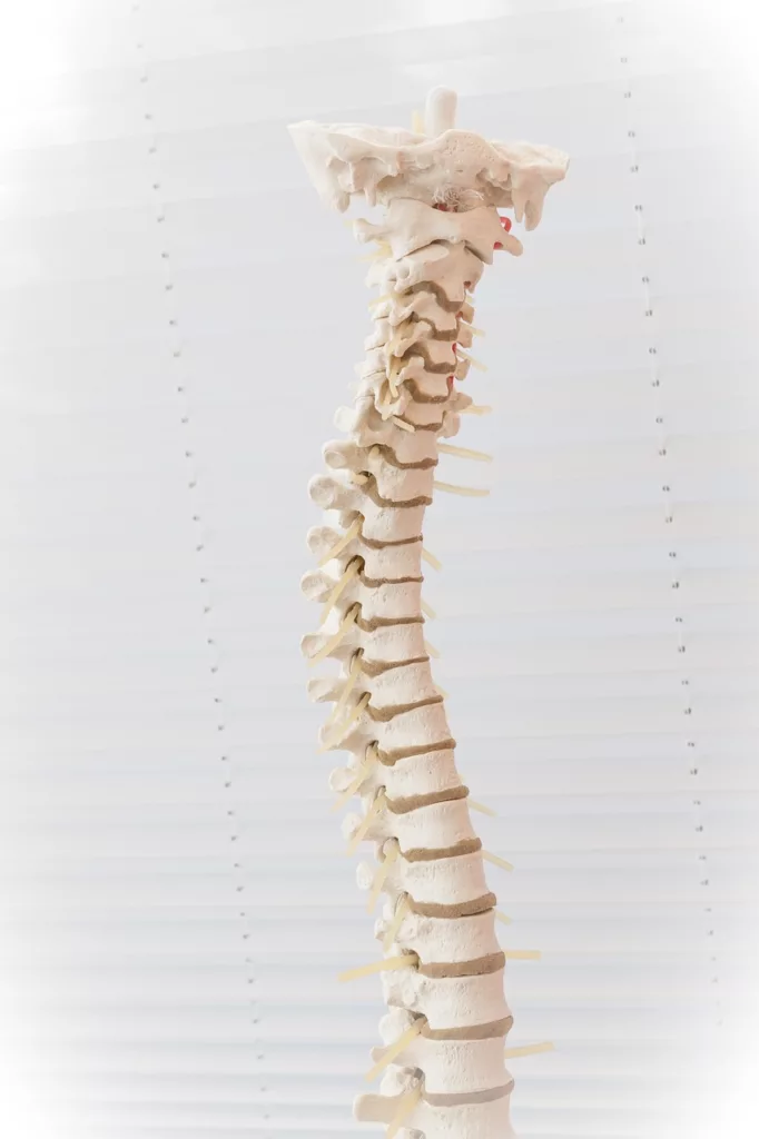 spine, disc, the back-2539697.jpg