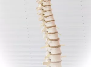 spine, disc, the back-2539697.jpg